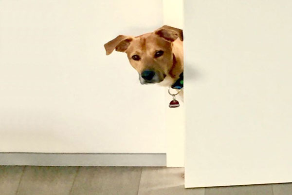 Unser Bürohund Marlo zaubert uns immer wieder ein Lächeln ins Gesicht.